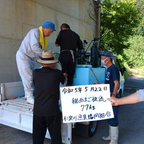 稚あまご放流 吾北77㎏