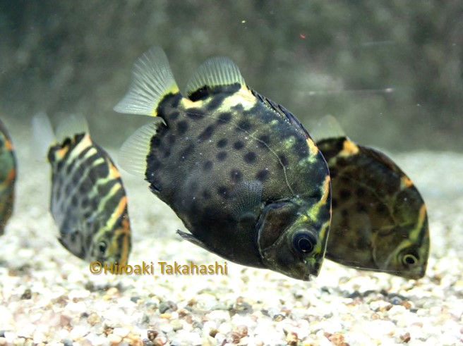 クロホシマンジュウダイ