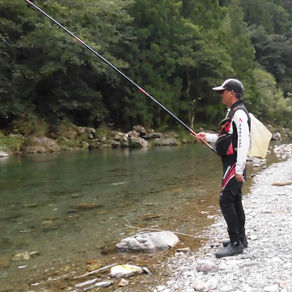 監視員より釣果報告(鮎)