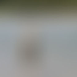 監視員より釣果報告(鮎)