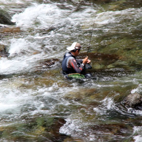 監視員より釣果報告(鮎)