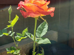 Rose Angel