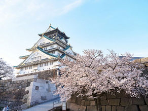 大阪城天守閣與盛開櫻花景色，包含日間賞櫻與夜間燈光效果