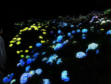 大阪 teamLab Botanical Garden 2026｜紫陽花光影新作《紫陽花的結晶》6月公開