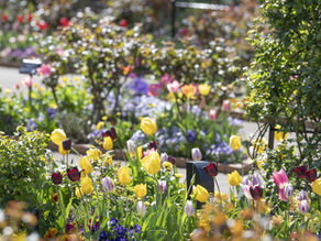 東京練馬四季之香玫瑰花園春季復活節活動現場，大片鬱金香盛開，搭配復活節彩蛋與兔子裝飾