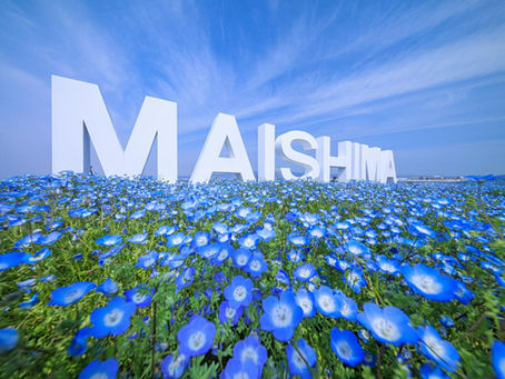大阪舞洲海旁公園內大片藍色粉蝶花盛開,遠處可見大阪灣海景、藍天與遊客沿步道散步賞花。