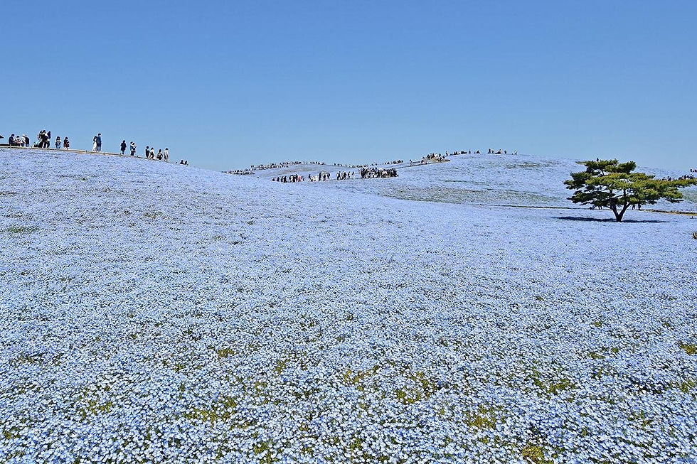 茨城國營常陸海濱公園的山丘上開滿藍色粉蝶花，遠方可見藍天與海景，遊人沿步道欣賞花海。
