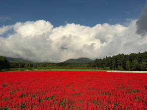 長野八ヶ岳高原花田中，大片紅色 Salvia 花海延伸至遠方，背景可見八ヶ岳山景，木製絕景鞦韆設於花田旁，適合夏秋自駕散步拍照。