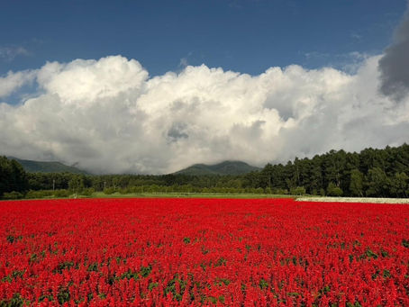 長野八ヶ岳高原花田中,大片紅色 Salvia 花海延伸至遠方,背景可見八ヶ岳山景,木製絕景鞦韆設於花田旁,適合夏秋自駕散步拍照。