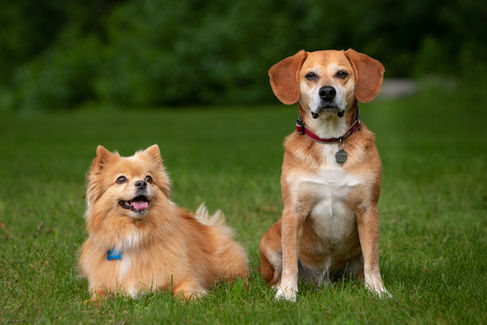 Two dogs in a grassy field: a fluffy orange dog with a blue tag smiling, and a tan dog sitting with a red collar, looking calm.
