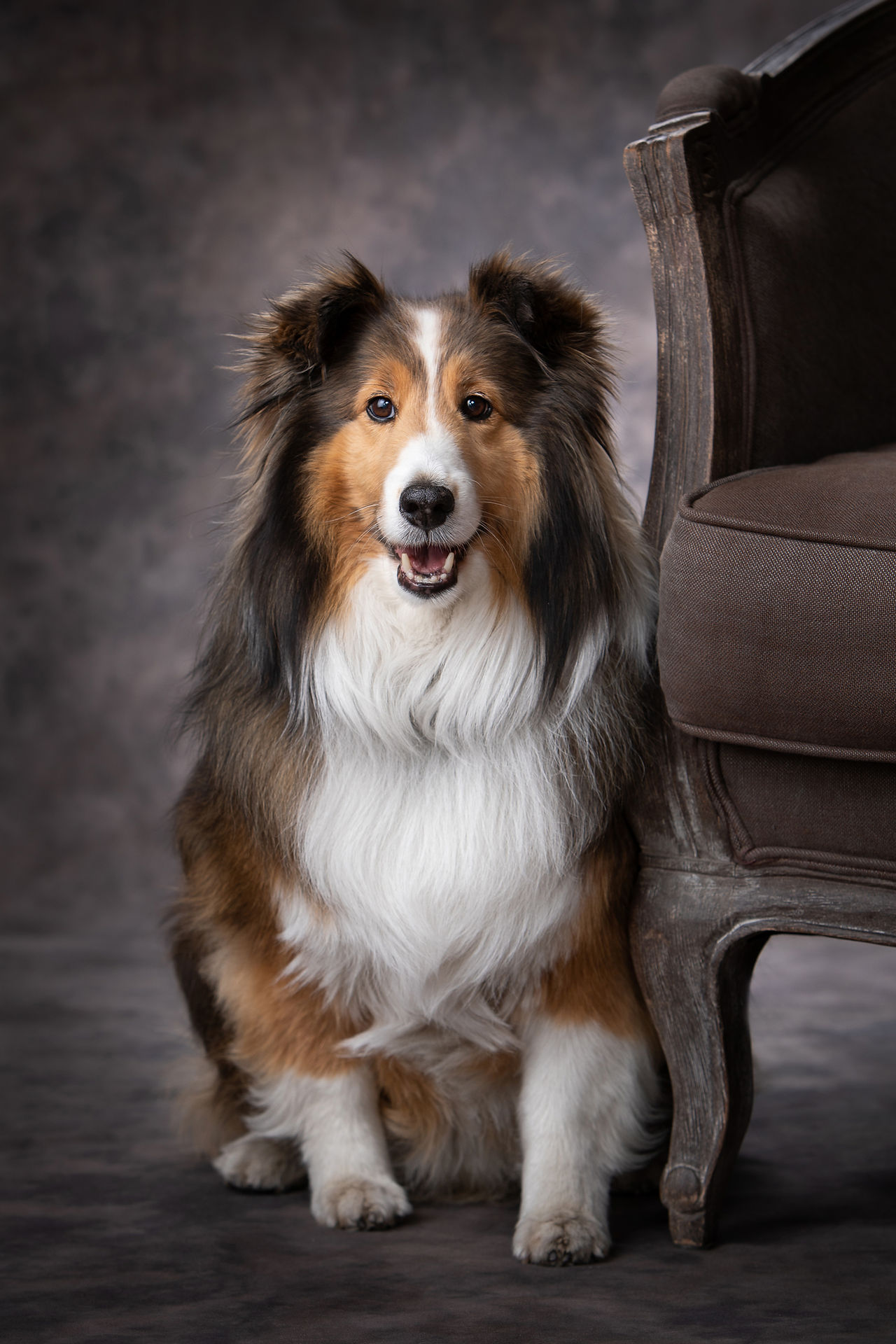 Fluffy Shetland Sheepdog sitting beside a vintage brown chair, looking happy. The backdrop is a soft, blurry gray pattern.