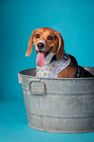 Beagle sitting in a metal tub, wearing a floral and smiley face bandana. Blue background. The dog is panting happily.