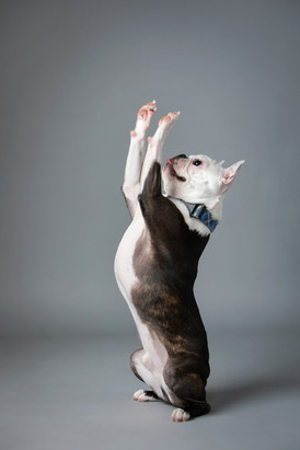 A Boston Terrier, sitting upright, raises its paws in a gray studio. The dog's coat is black and white, wearing a blue collar.