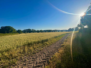 Countryside path at sunrise symbolising how to contact a counsellor and psychotherapist in Henley RG9, Pangbourne RG8, and Paddington W2 for local counselling and therapy.