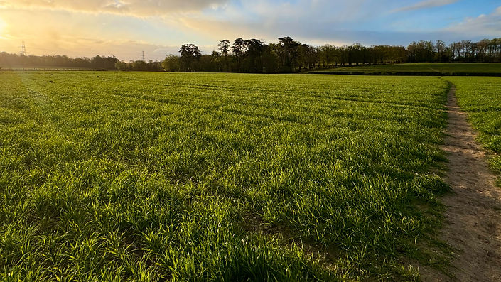 Sunset field symbolising counselling and therapy in Henley RG9, Pangbourne RG8, and Paddington W2, with clear fees for private psychotherapy, ADHD therapy, and trauma counselling.