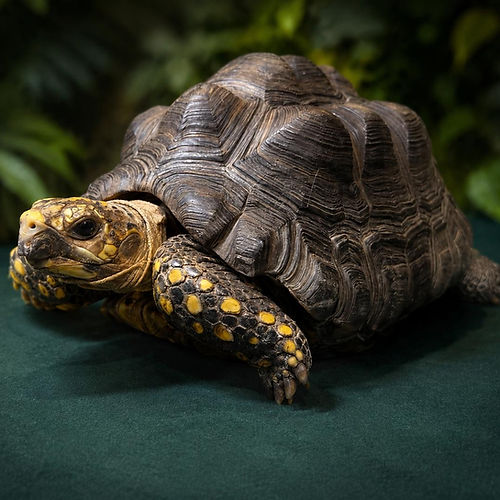 Chelonoidis denticulatus