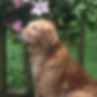 Sassy, my 1st and original golden gal