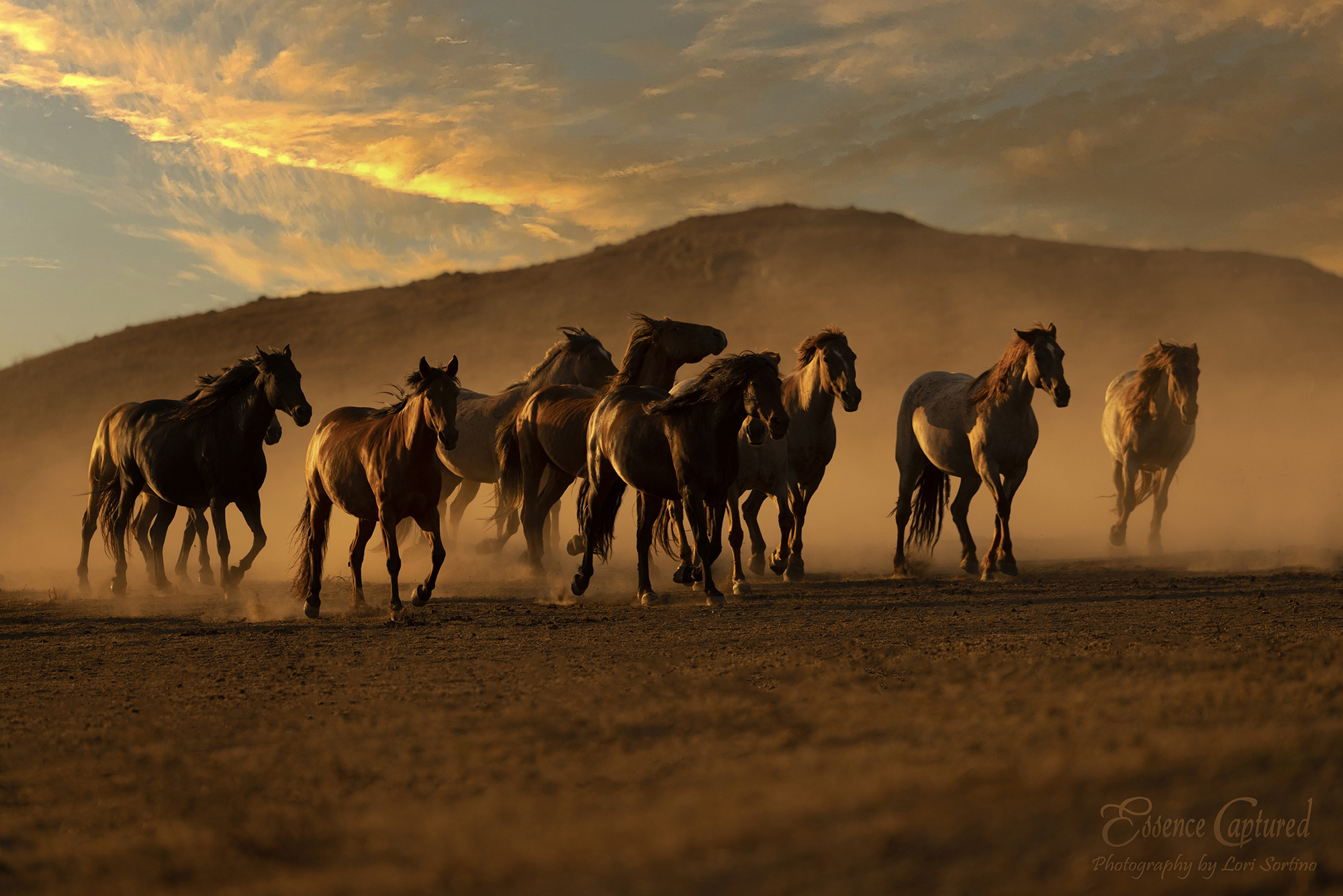 Capturing The Majesty Mastering The Art Of Photographing Horses capturing-the-majesty-mastering-the-art-of-photographing-horses