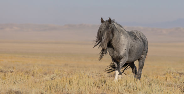 Chad Hanson's photograph of a lone wild stallion for his book "The Wild Horse Effect:
