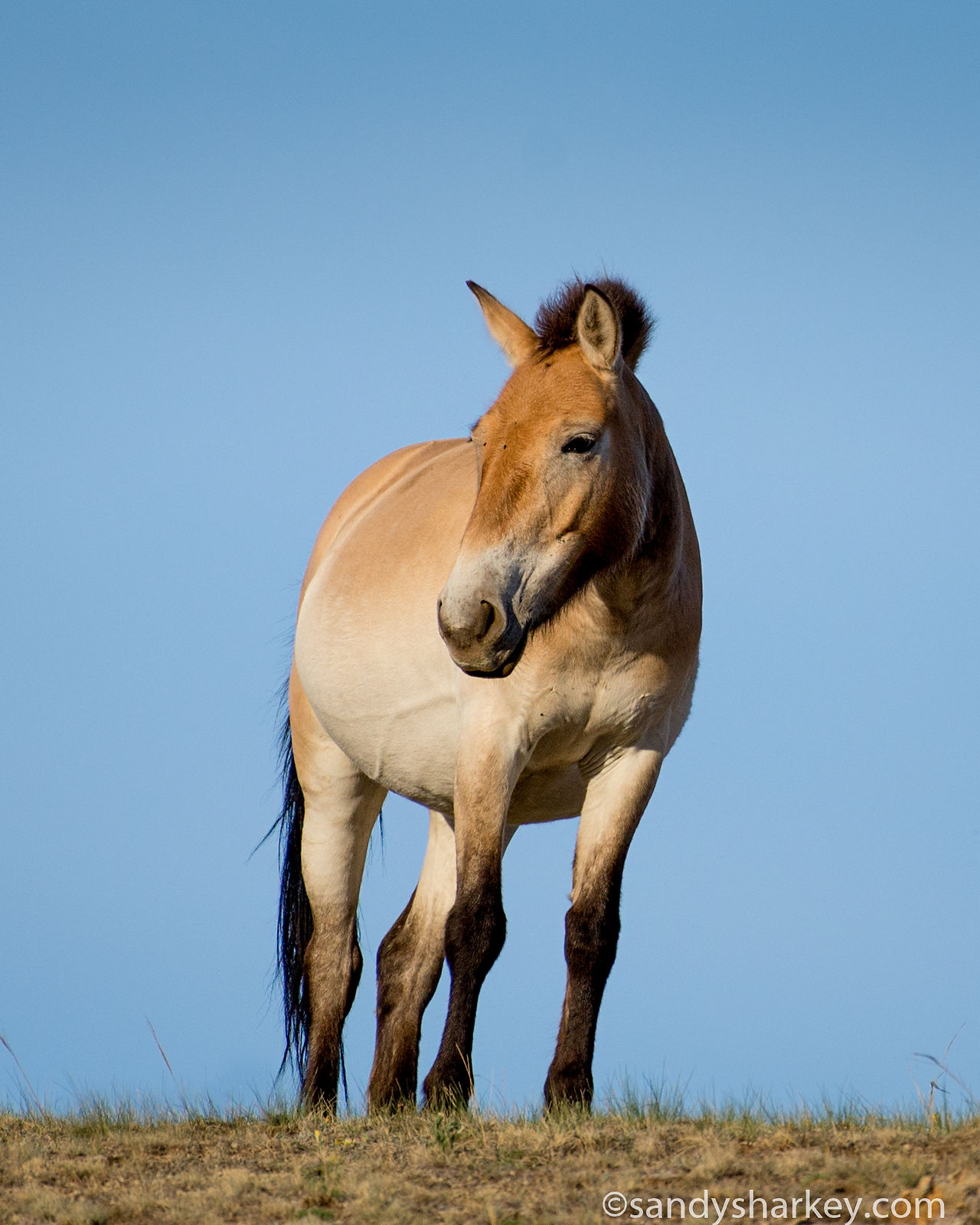 "Wild Przewalski's Horse, Mongolia" is the title of a photograph by wild horse photographer and advocate Sandy Sharkey as featured in the Fall 2025 issue of EquuStyle Magazine at equustyle.com