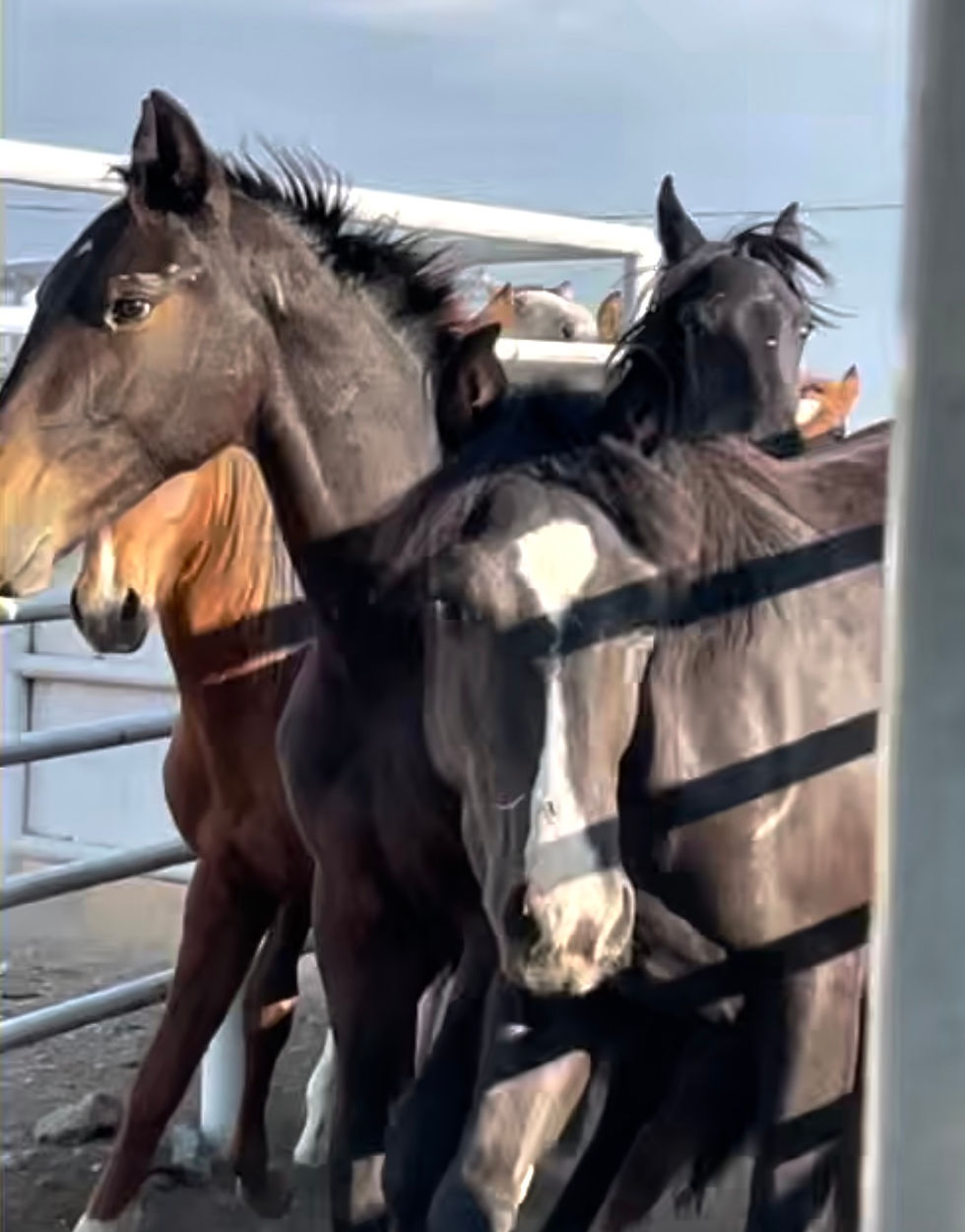 Rescued wild mustangs crowd a metal corral, including a black horse with a white blaze in front, under bright outdoor light. Liberty Sanctuary rescues and rehomes horses across Utah.