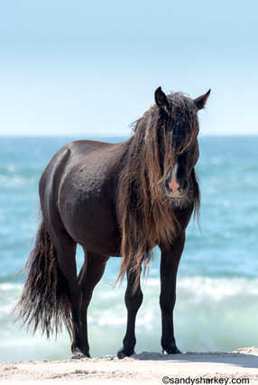 "Sable Island wild stallion" is the title of a photograph by wild horse photographer and advocate Sandy Sharkey as featured in the Fall 2025 issue of EquuStyle Magazine at equustyle.com
