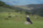 A woman taking photos of wild horses at Return to Freedom Wild Horse Sancturay in San Luis Obispo, California. equustyle.com