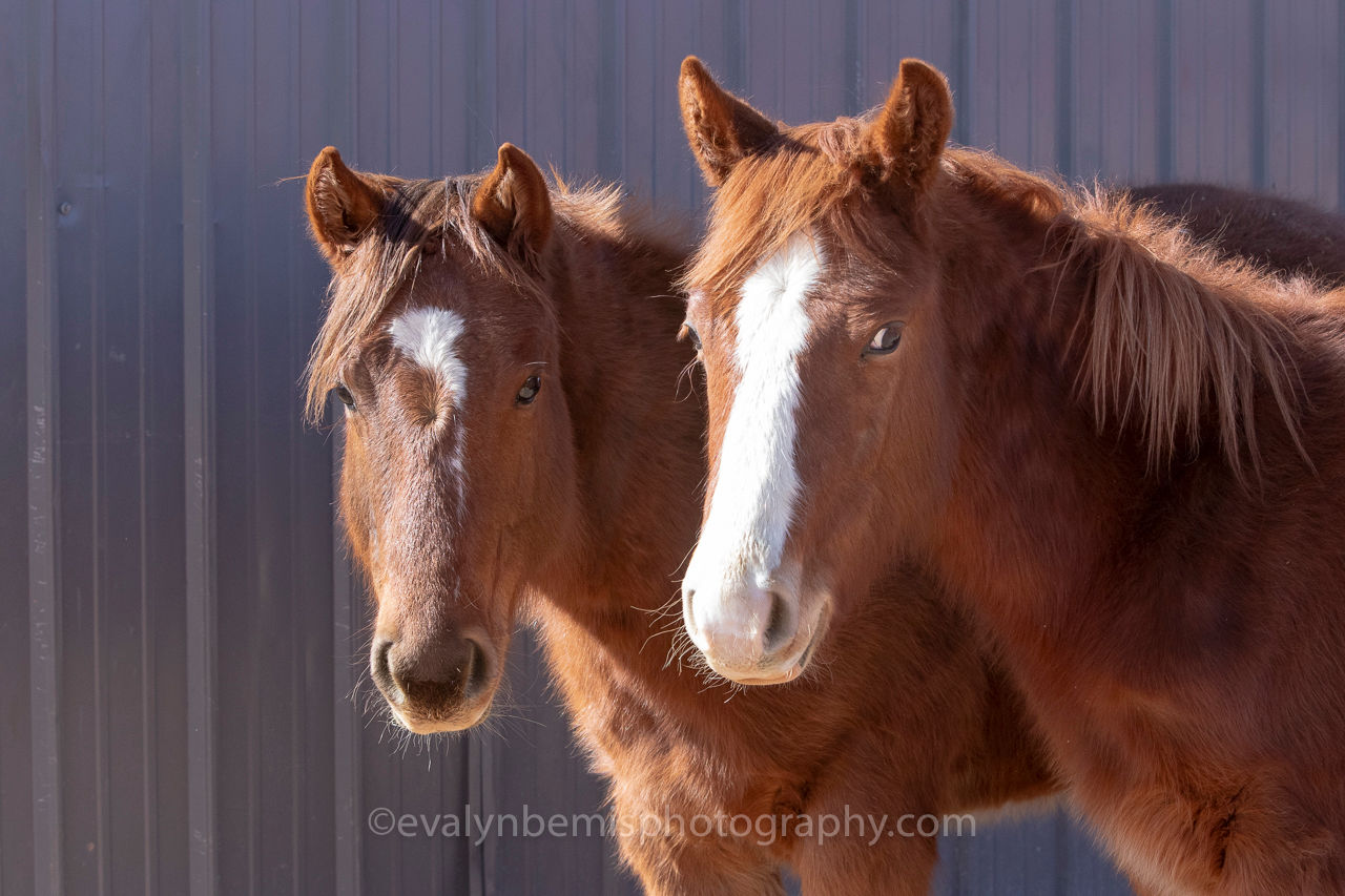 Odie and Rico . Check out sponsoring Rico today.