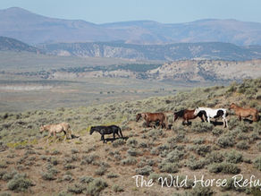 Rescued Wild Mustangs Roam Freely at The Wild Horse Refuge 