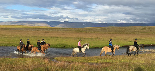 A photograph of riding Icelandic Horses