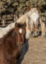 A brown rescued wild foal with white star and speckled rescued wild horse stand closely at Skydog Ranch and Sanctuary; trees in the blurred background. Warm sunlight highlights their coats.