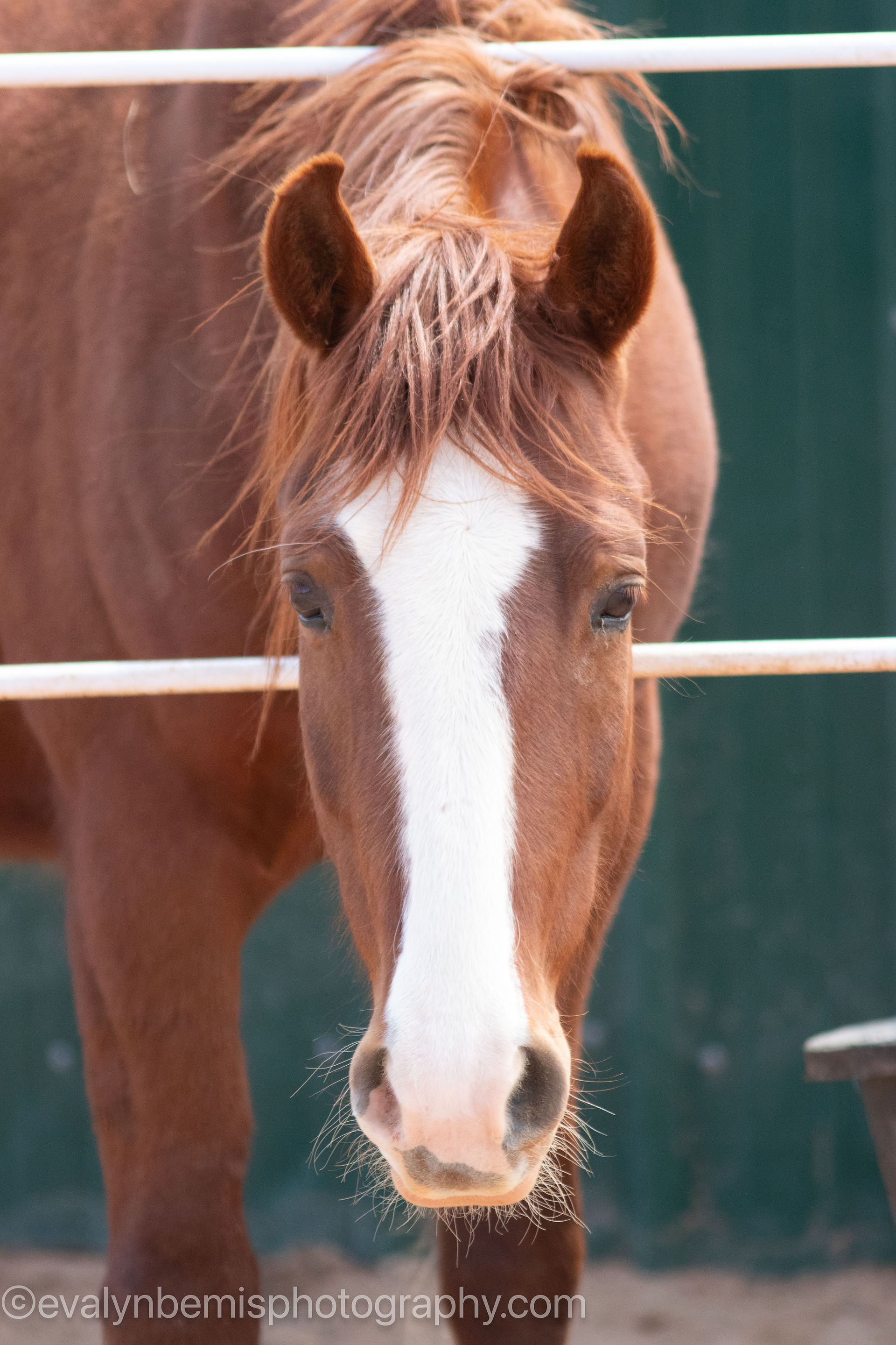 Adopt or Sponsor Dixie from The Horse Shelter in New Mexico