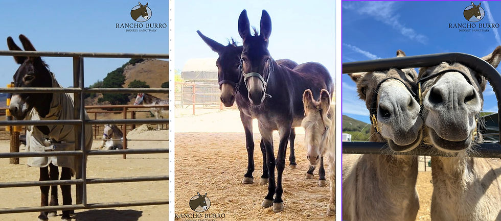 Three donkeys in a sunny, open pen, one peeking through a gate, two nuzzling closely. Blue sky and Rancho Burro Donkey Sanctuary logo visible.