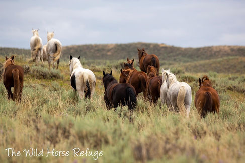Wild mustangs enjoying freedom at The Wild Horse Refuge located near Craig, Colorado