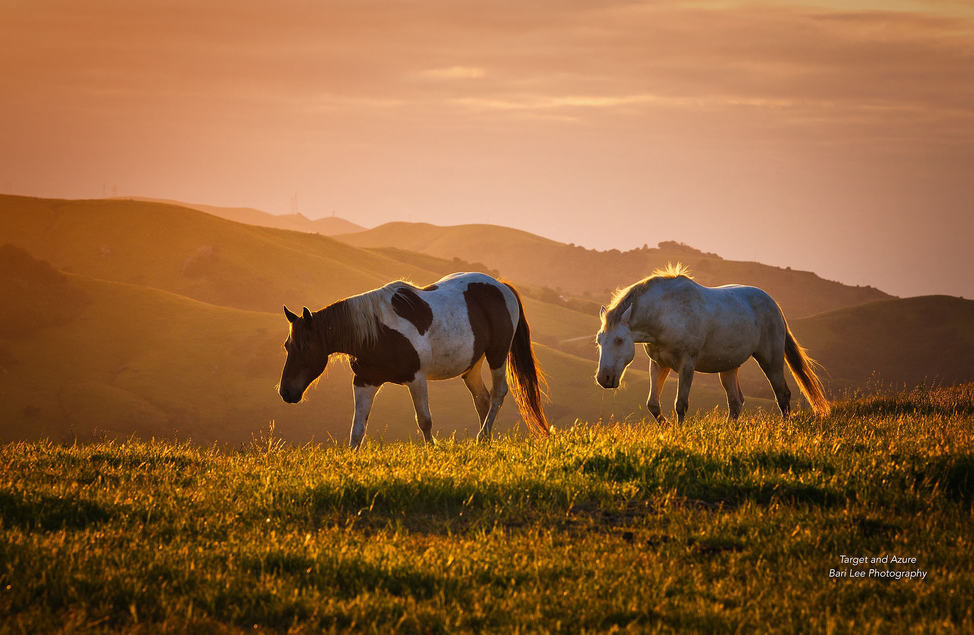A photograph by Bari Lee of Target and Azure, two wild mustangs walking along a hillside in golden light at Return to Freedom, Wild Horse Conservation near San Luis Obispo, CA. equustyle.com