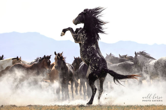 A photograph of a rearing Onaqui wild stallion in Western Utah by Jennifer Rogers of Wild Horse Photo Safaris, providing year-round ethically based & environmentally friendly wild horse photography tours. equustyle.com