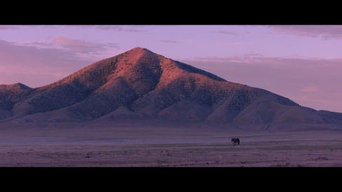 A cinematic still of a wild stallion during the filming of Wild Beauty: Mustang Spirit to the West. equustyle.com