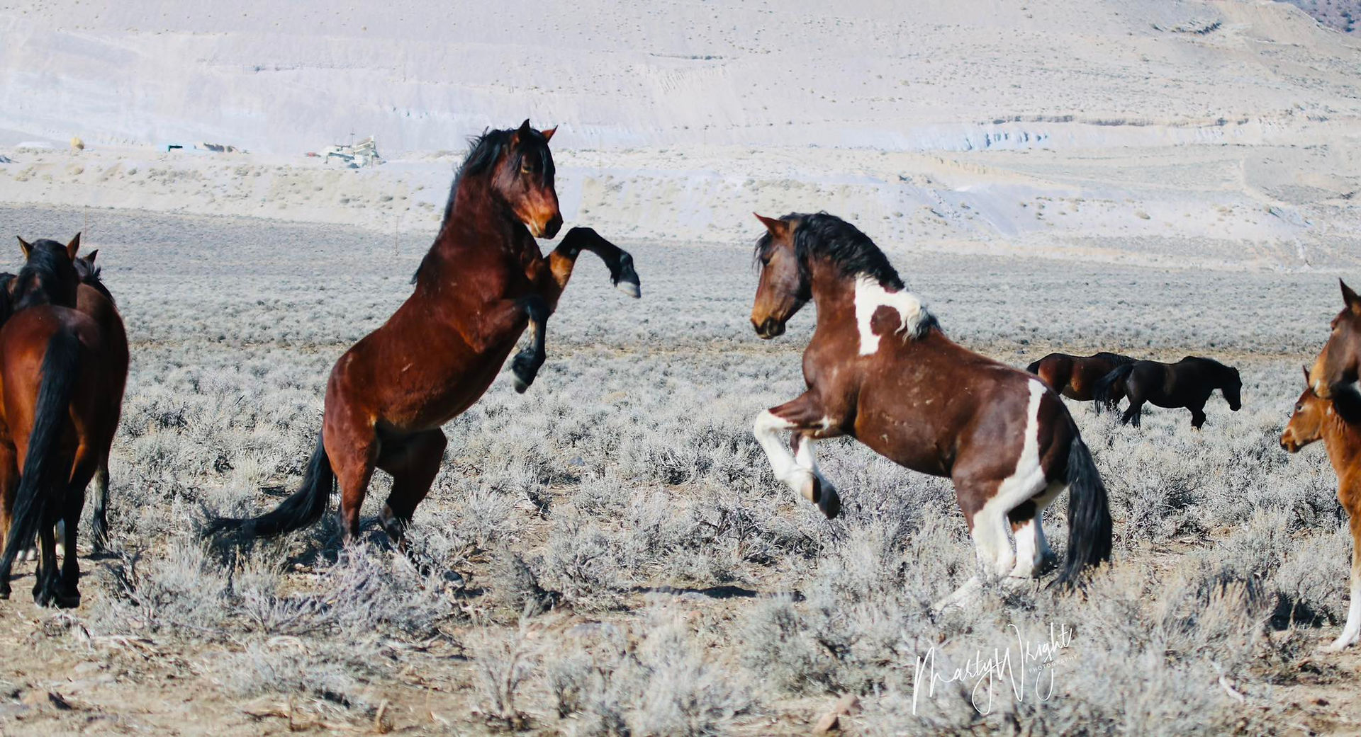 Two wild stallions sparring captured by Marty Wright of Wild Horses Carry Me Away Tours