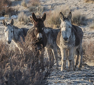 Three wild burros in a desert area facing the camera.
