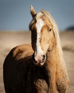 A photograph of a Utah Onaqui wild stallion known as "One Ear" by wild horse photographer and advocate Sandy Sharkey as featured in the Fall 2025 issue of EquuStyle Magazine at equustyle.com.