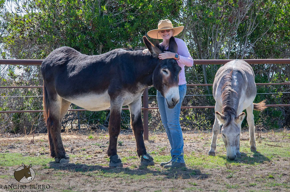 Woman in a hat smiles, embracing a dark brown donkey at Rancho Burro Donkey Sanctuary. Another donkey grazes nearby. Green foliage and fence in the background.