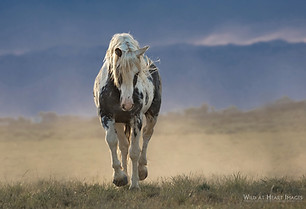 God of Thunder by wild horse photographer and wild horse advocate Sandy Sisti as featured in EquuStyle Art & Travel Magazine's Summer 2024 issue.