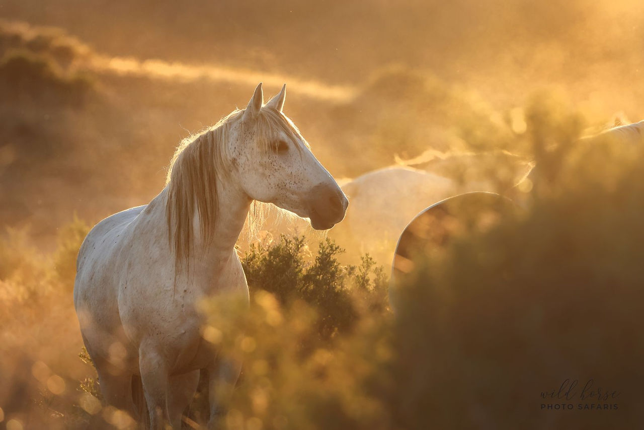 A photograph of a beautiful Onaqui wild horse in Western Utah by Jennifer Rogers of Wild Horse Photo Safaris, providing year-round ethically based & environmentally friendly wild horse photography tours. equustyle.com