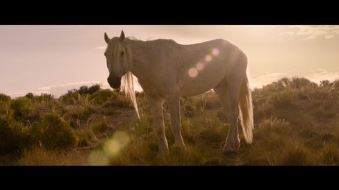 A cinematic still of a wild horse in the afternoon glow during the filming of Wild Beauty: Mustang Spirit to the West. equustyle.com