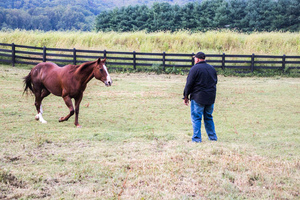 Veteran participating in an equine-assisted services program at Healing Strides of VA.