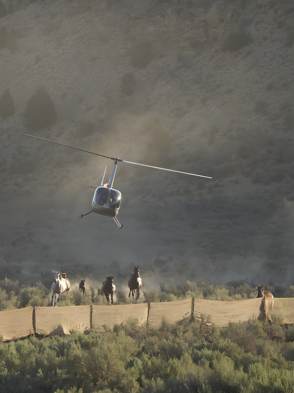 Helicopter flies low over a dusty hillside, chasing several wild horses into a trap behind a tan fence in a rugged pasture.
