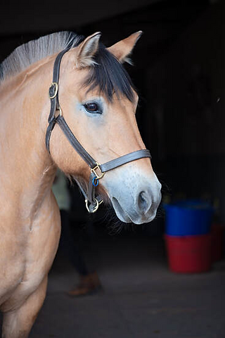 Chicklet is a Norwegian Fjord who came from a hunter/jumper barn and definitely likes adaptive riding better than jumping!