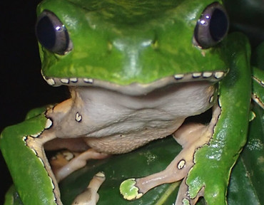 rana-kambo-phyllomedusa-bicolor-c-guillermo-coello-arce-inaturalist-colombia2_edited.jpg