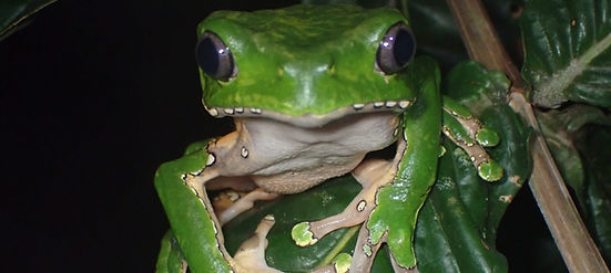 rana-kambo-phyllomedusa-bicolor-c-guillermo-coello-arce-inaturalist-colombia2_edited.jpg