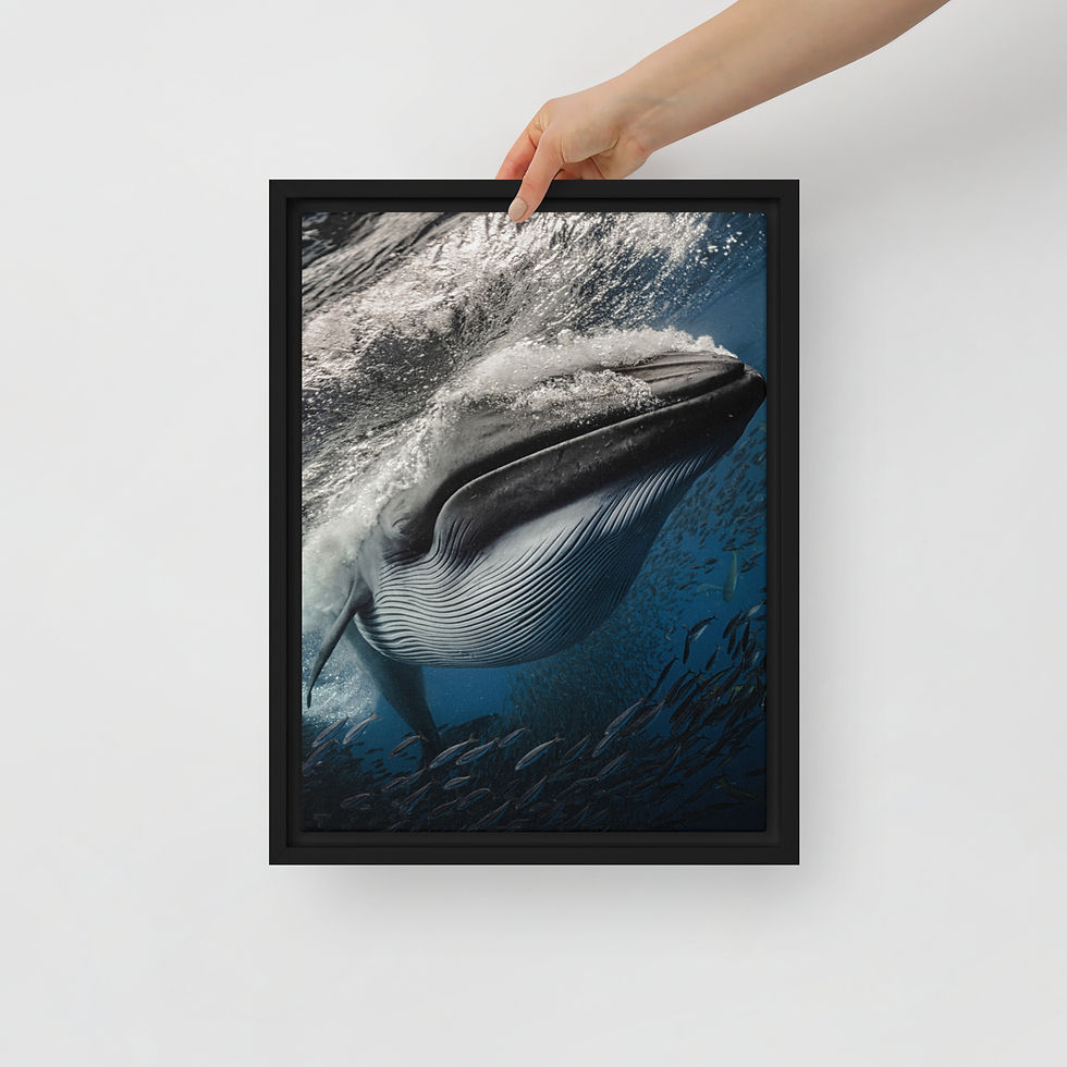 Thumbnail: "Brydes Whale" by TheMalibuArtist
